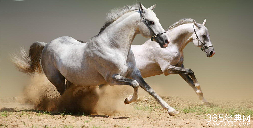 历经挫折可驯出千里马？