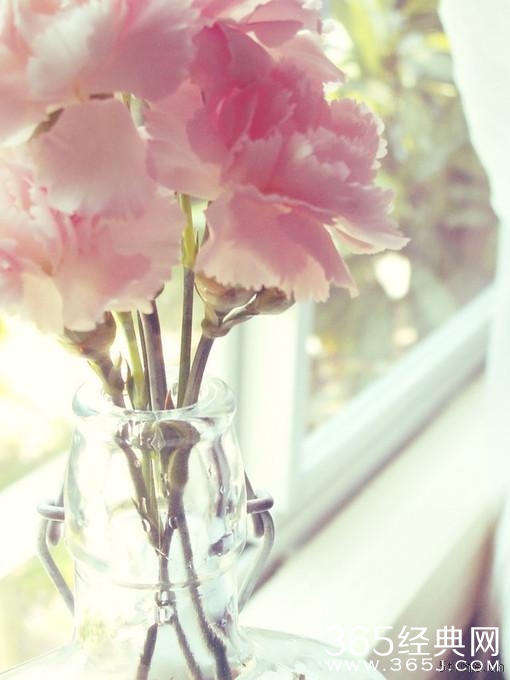 ↘。Yu۰•○、花、flower、绽放、花朵、花草植物