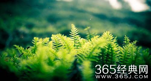 邂逅，那一抹绿色的芬芳