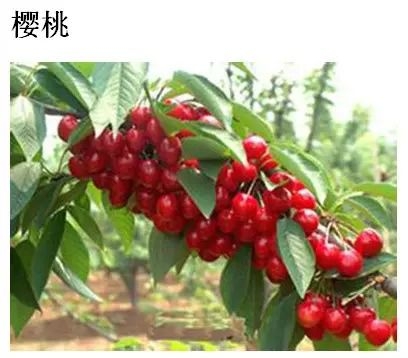 五月多吃这些水果对身体好 太有用了（2）