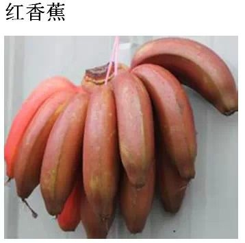 五月多吃这些水果对身体好 太有用了