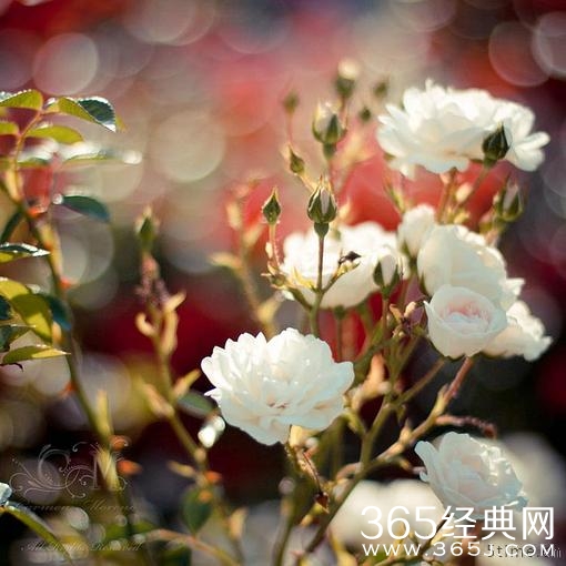 .、Flora、小清新、唯美意境