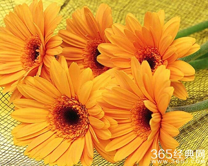 飞花无语轻似梦，爱落红尘尽随风