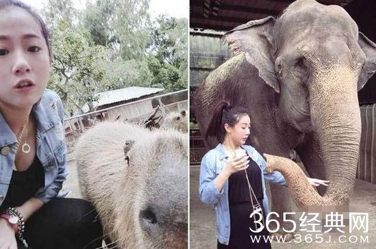 方志友险被大象袭胸