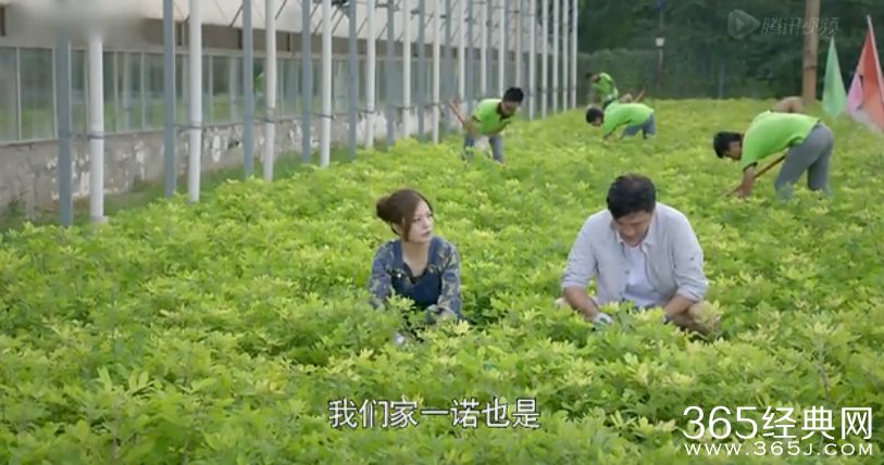 《虎妈猫爸》第40集剧情介绍：罗茜茜坠楼狐狸奶奶彻底发飙