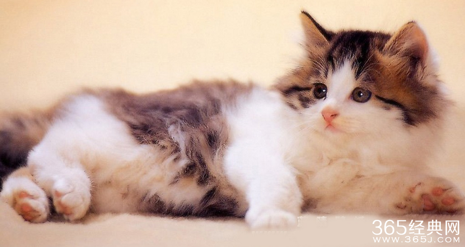 男人为什么就爱猫一样的女人