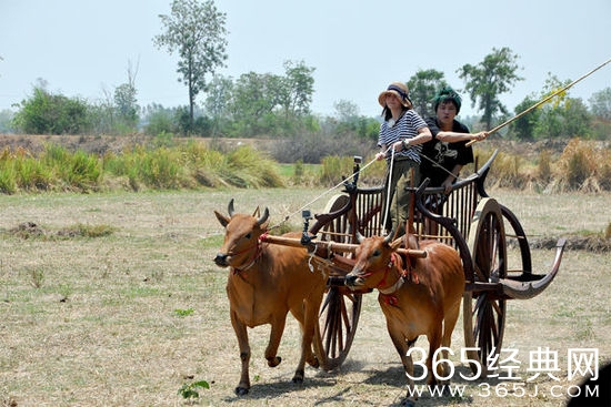 大张伟高烧昏迷 姚笛冒险独自驾牛车赢比赛