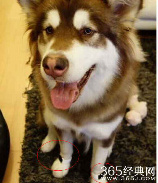 王思聪的狗带的applewatch多少钱