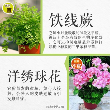绿植摆放指南！