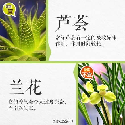 绿植摆放指南！