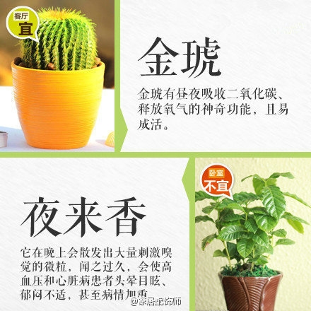 绿植摆放指南！