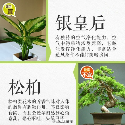 绿植摆放指南！