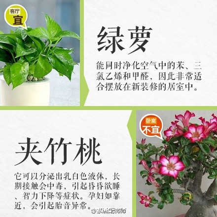 绿植摆放指南！