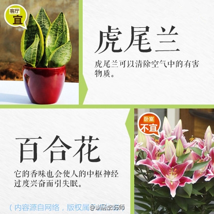 绿植摆放指南！
