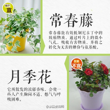 绿植摆放指南！