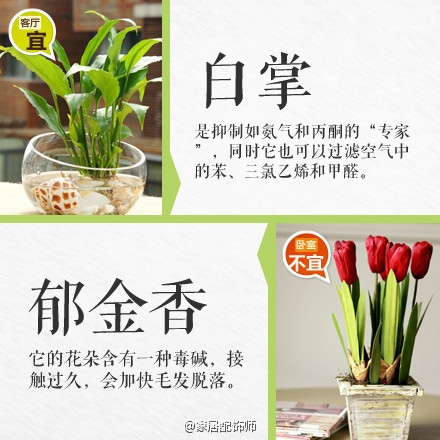 绿植摆放指南！