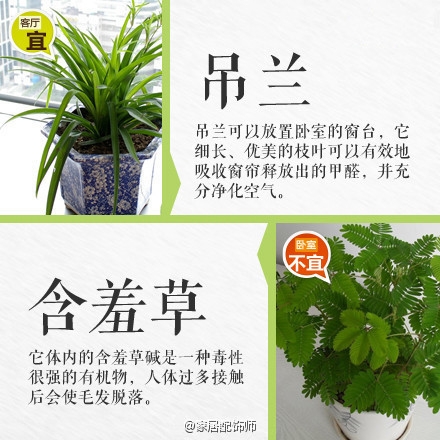 绿植摆放指南！