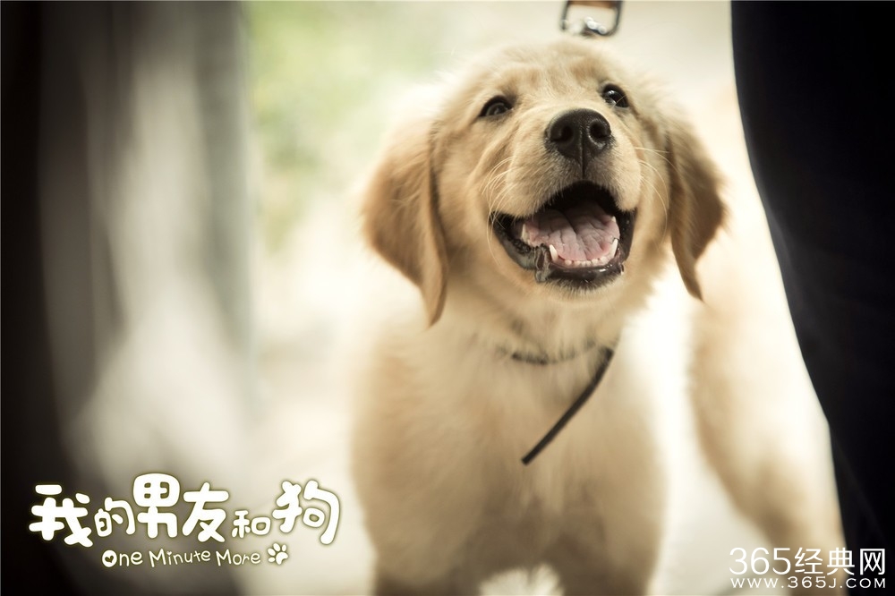 《我的男友和狗》影评