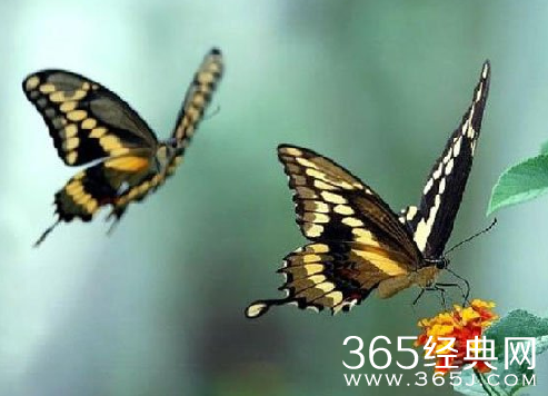 来世，我要为你变成另一只蝴蝶