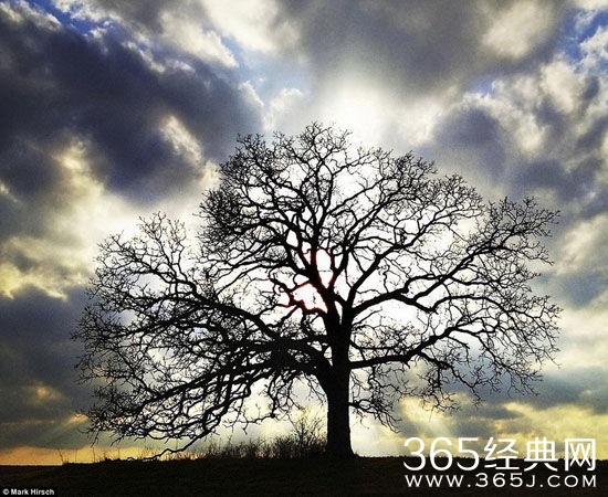 一棵树的时光