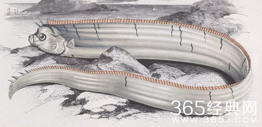 美国加州海岸惊现怪鱼 全身银色体长5米长