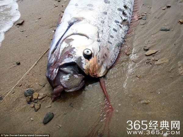 美国加州海岸惊现怪鱼 全身银色体长5米长