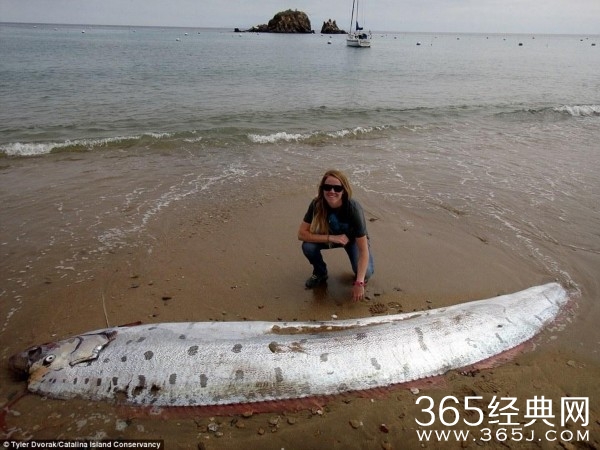 美国加州海岸惊现怪鱼 全身银色体长5米长