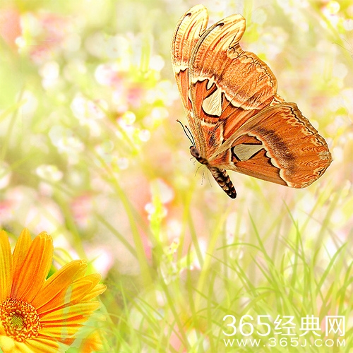 499452212_0a46a2b2c2、花、蝴蝶、黄色系