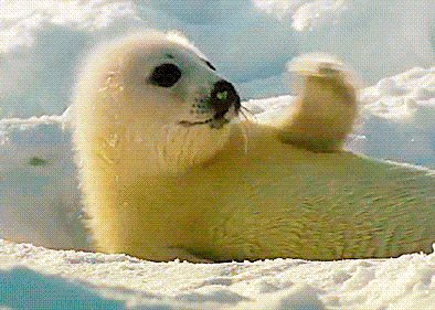 经典哥：还让不让人死了！2015.06.13