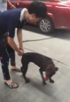 广东汕头血腥斗狗视频在线观看