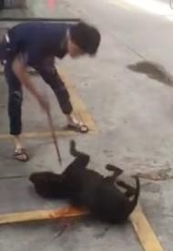 广东汕头血腥斗狗视频在线观看