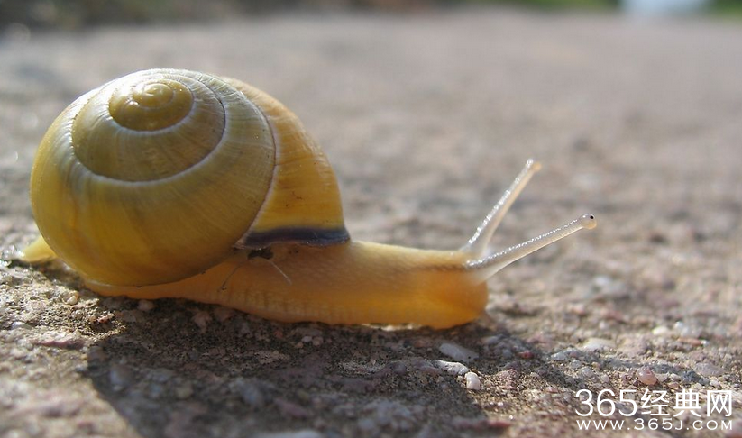 爸爸，请原谅我是“蜗牛小子”