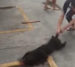 广东汕头血腥斗狗视频在线观看