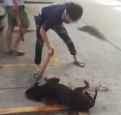 广东汕头血腥斗狗视频在线观看