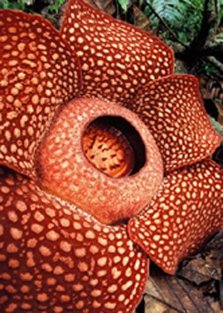 传说中的食人花真的存在吗？