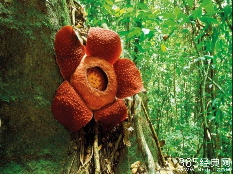 传说中的食人花真的存在吗？