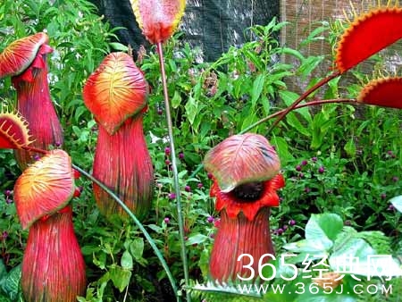 传说中的食人花真的存在吗？