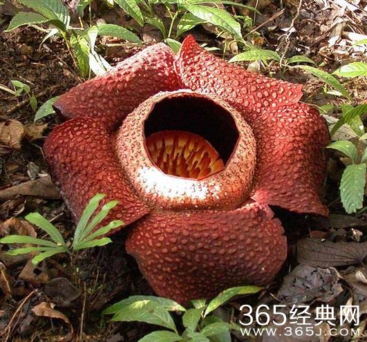 传说中的食人花真的存在吗？