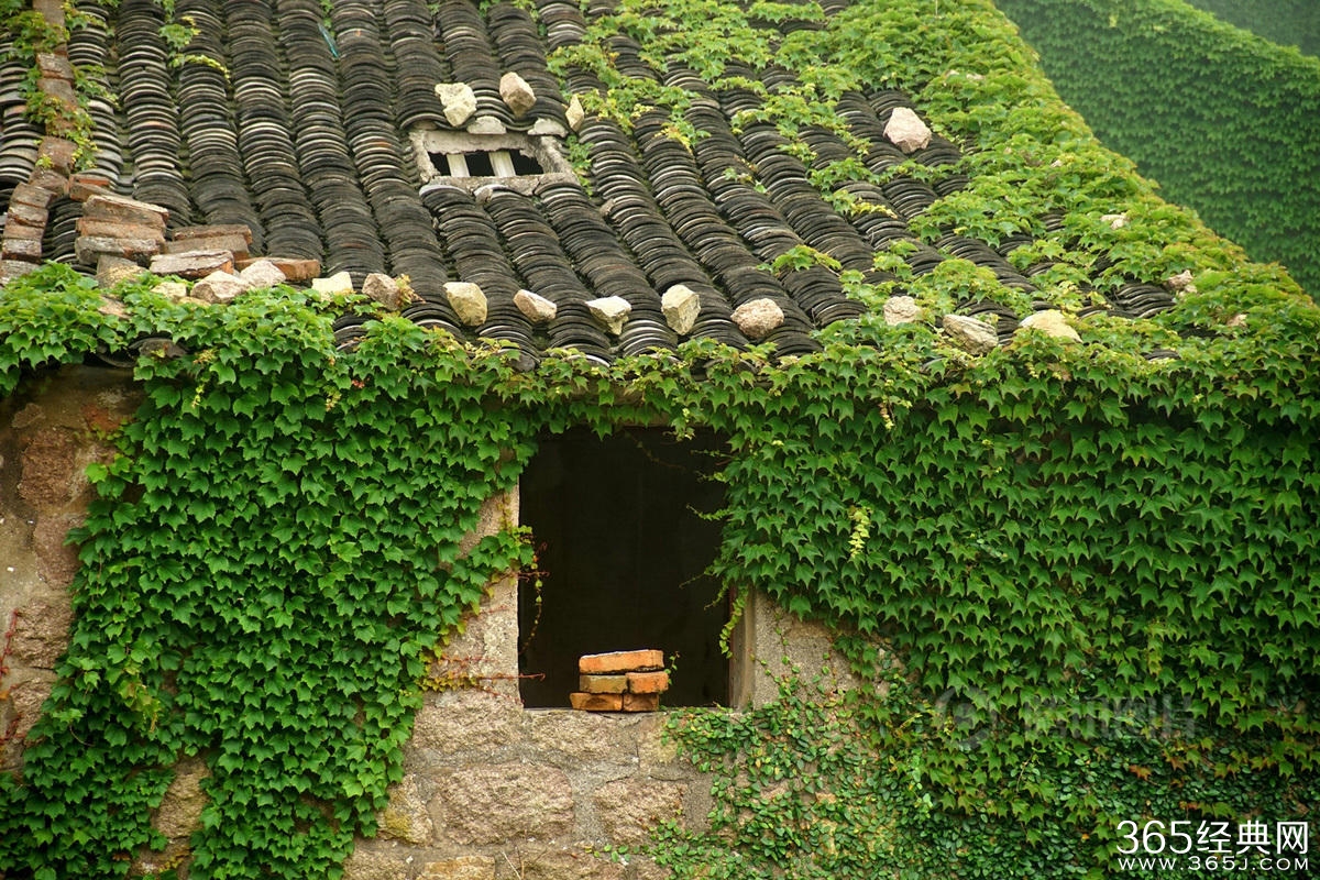 浙江无人渔村被大自然吞没宛如仙境