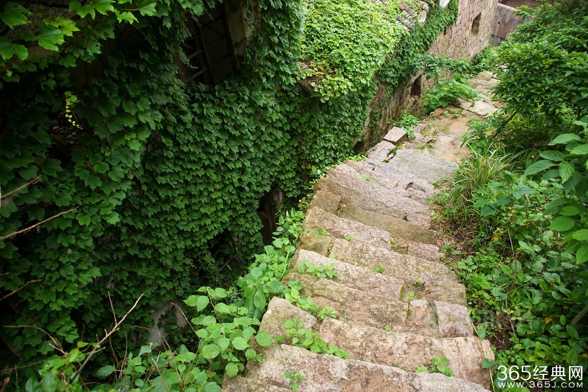 浙江无人渔村被大自然吞没宛如仙境