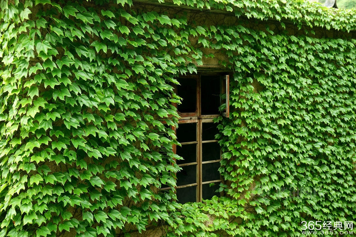 浙江无人渔村被大自然吞没宛如仙境