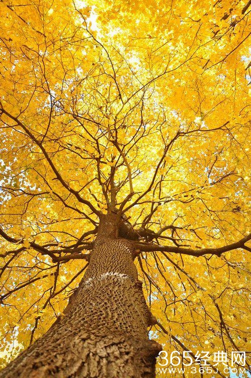 你若盛开，蝴蝶自来，你若精彩，天自安排