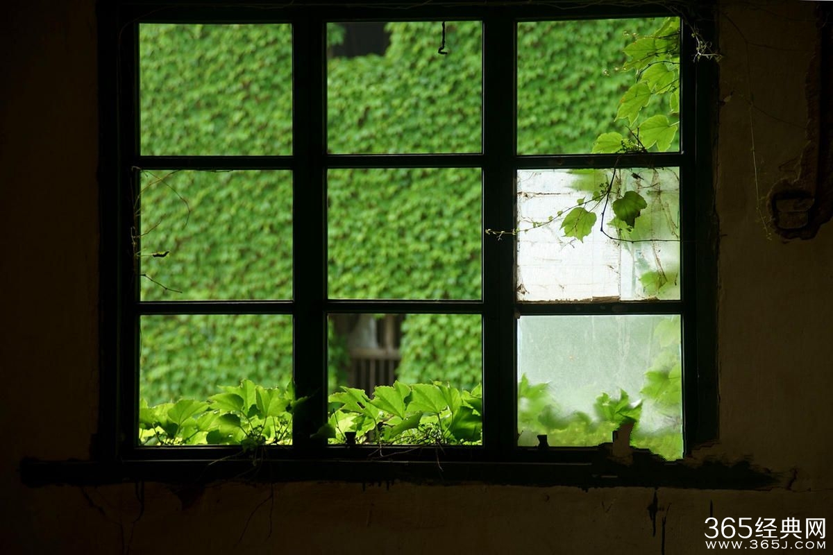 浙江无人渔村被大自然吞没宛如仙境