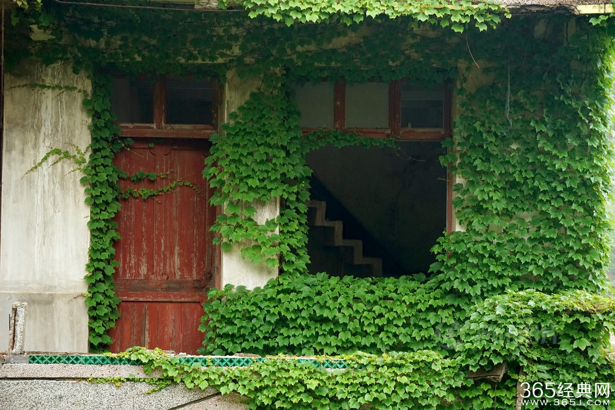 浙江无人渔村被大自然吞没宛如仙境