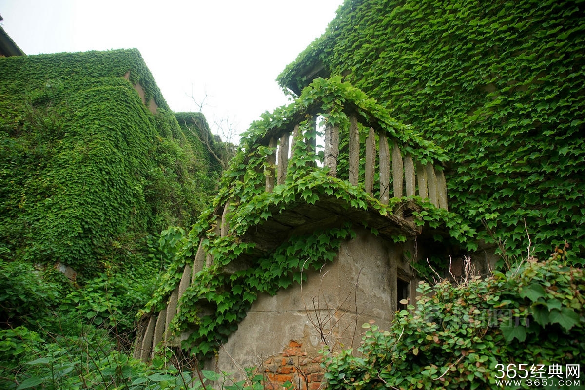 浙江无人渔村被大自然吞没宛如仙境