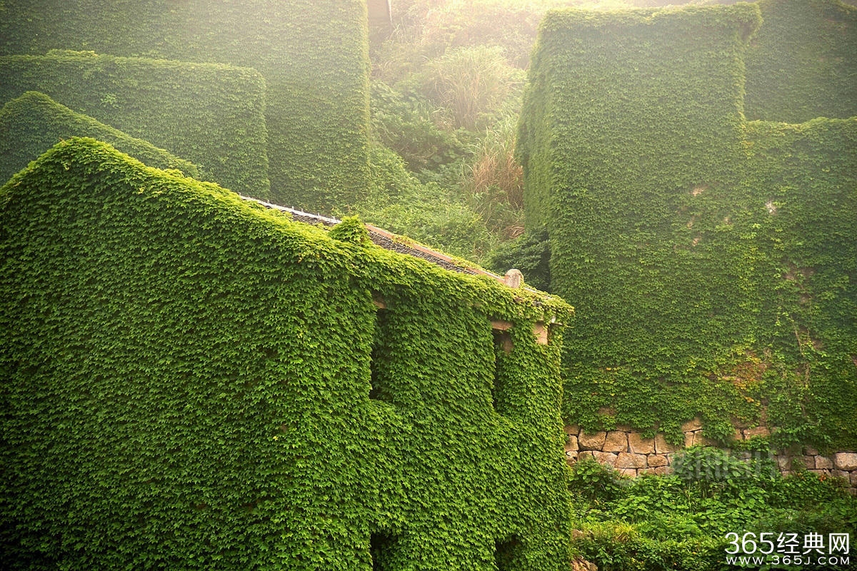 浙江无人渔村被大自然吞没宛如仙境