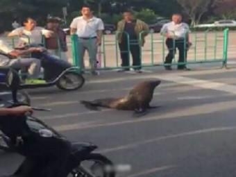 经典哥：射到外面说明你短2015.06.16