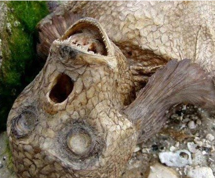 世界上有美人鱼吗？