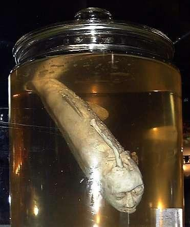 世界上有美人鱼吗？