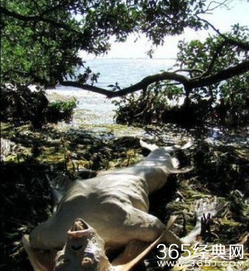 世界上有美人鱼吗？